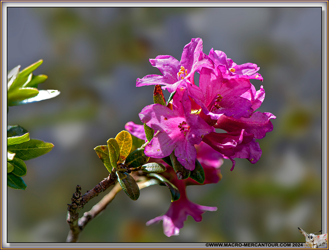 Rhodendrons